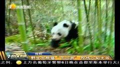 熊猫表情成人版视频在线,趣味与内涵并存