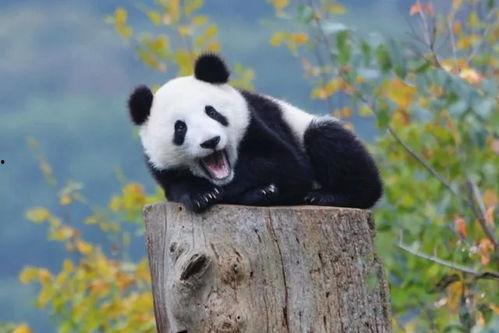 熊猫表情成人版视频在线,趣味与内涵并存