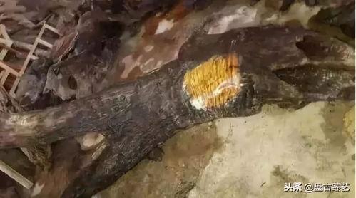 木头变成人形视频,从原木到人形的奇幻之旅